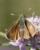 Thymelicus acteon